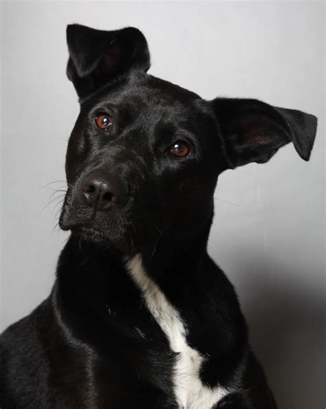 labrastaff mixed dog breed.